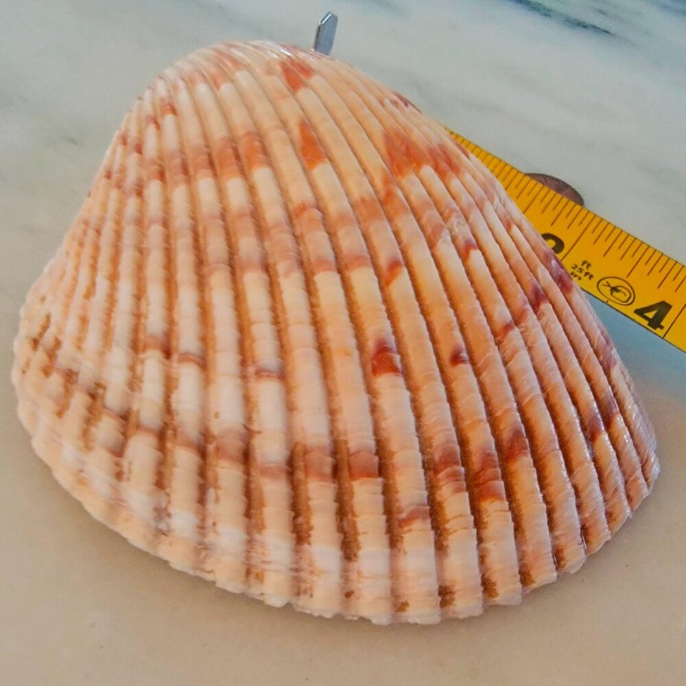 Large Cockle Shell (4.25") - Picture 3 of 4